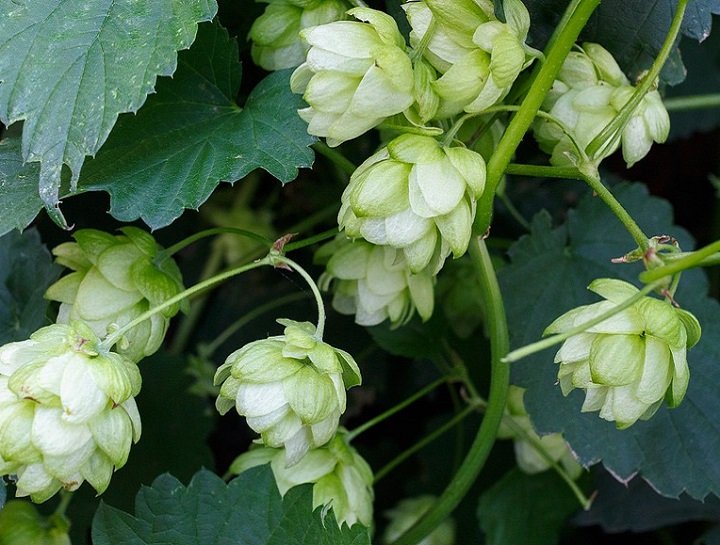 Whitetail Brewing hop